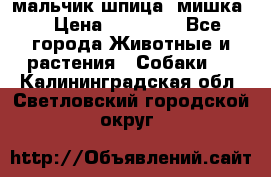 мальчик шпица (мишка) › Цена ­ 55 000 - Все города Животные и растения » Собаки   . Калининградская обл.,Светловский городской округ 